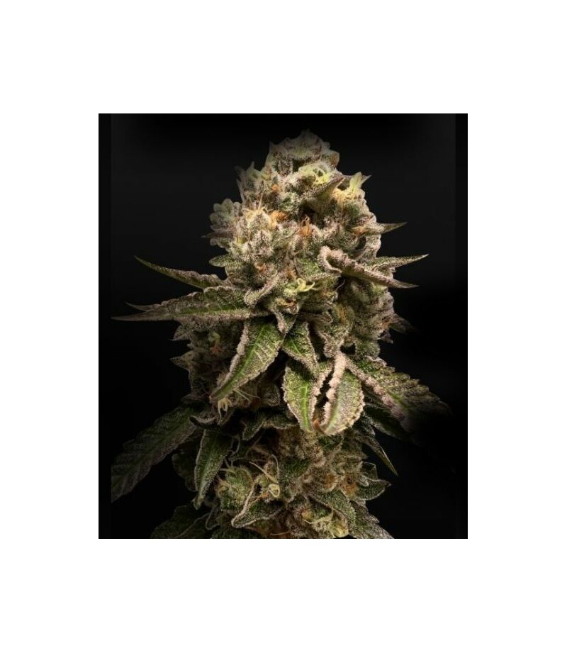 Экспресс Alien - Афгани, Фасовка: 5